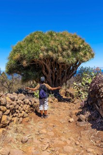 A young man in a giant dragon tree on the Las Tricias trail. Garafia town in the north of the island of La Palma