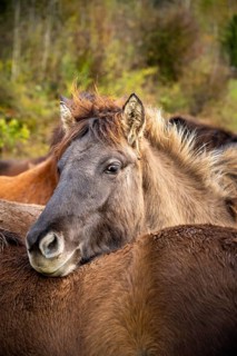 Portrait of an Icelandic horse laying its head on the back of another horse. dun. The horses are in a pasture