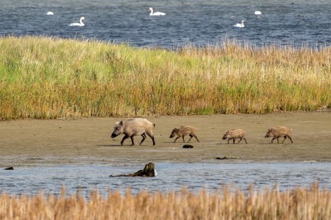 Wild boar