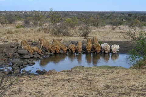 Lions