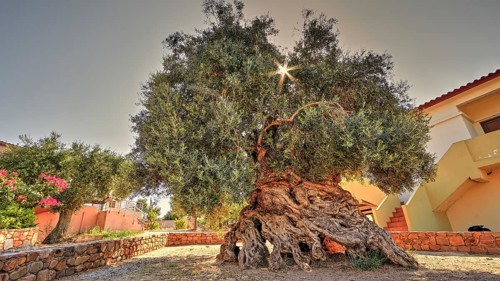 Oldest olive tree in the world?