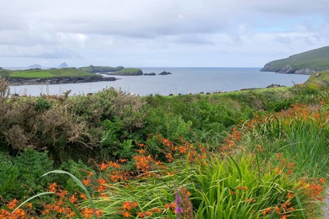 Landscape at Skellig Ring