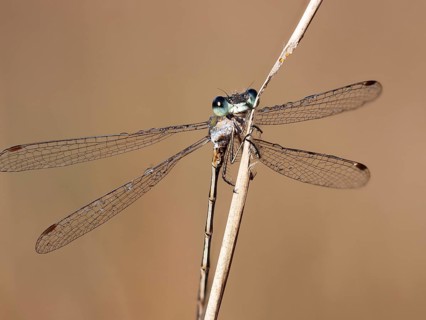 Emerald damselfly