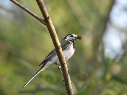 A white wagtail