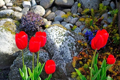 Red tulips