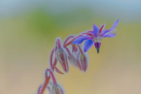 Borage