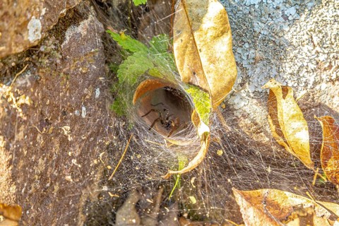 Amazing spider web of a large black spider in Copan Ruinas. Honduras