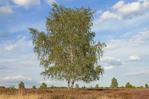 Heathland landscape