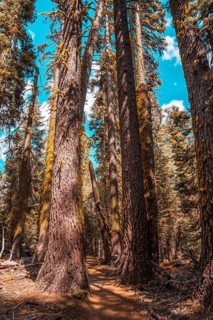 Beautiful trail from Taft point to Sentinel Dome