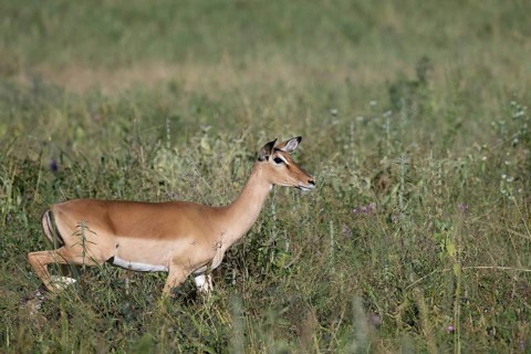 Black heeled antelope