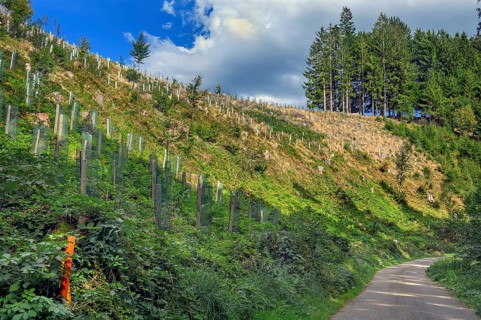 Reforestation of a clear-cut