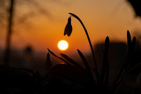Common snowdrop