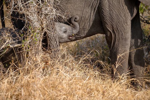African elephant