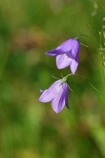 Spreading bellflower