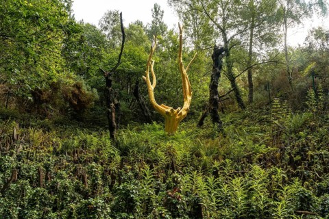 Arbre Dor in the Broceliande forest
