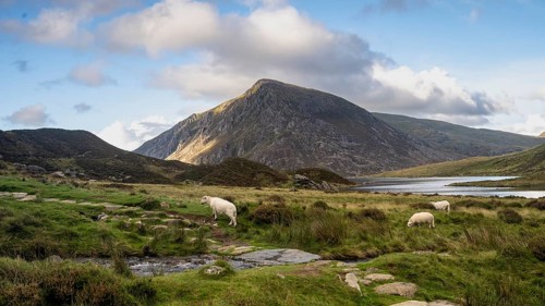 Typical landscape in late summer with sheep