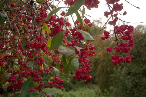 European spindle tree