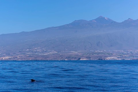Tropical Calderon Whale off the Costa de Adeje in the south of Tenerife with Mount Teide in the background