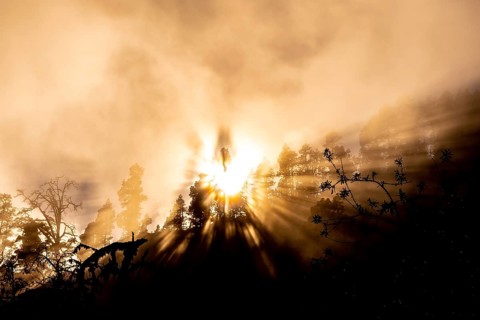 Orange sunset in a misty forest with the sun behind the nuts. Pines of the Island of La Palma