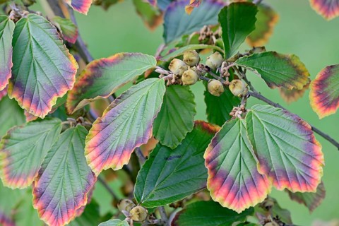 Witch-hazel