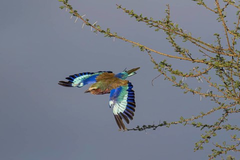 Roller
