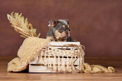 Lilac Tan French Bulldog puppy in box with boho decor in front of brown background