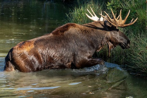 European elk