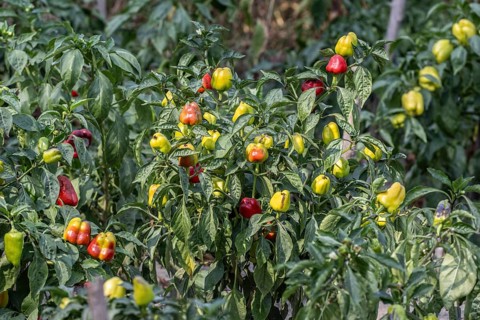 Sweet pepper