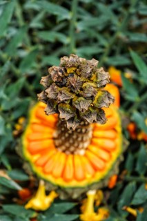 (Encephalartos) horridus aka Eastern Cape blue cycad cone close up. Selective focus shallow depth