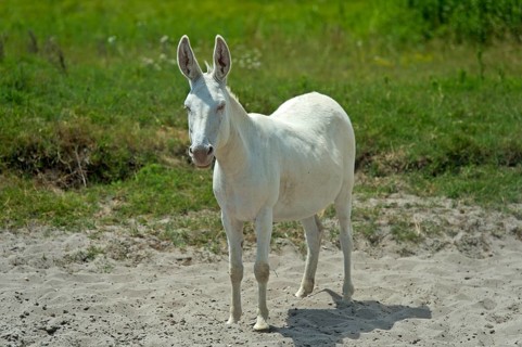 Austro-Hungarian White Baroque Donkey