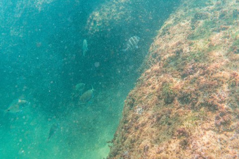 Diving in a beautiful seabed in the town of Zarautz very close to San Sebastian