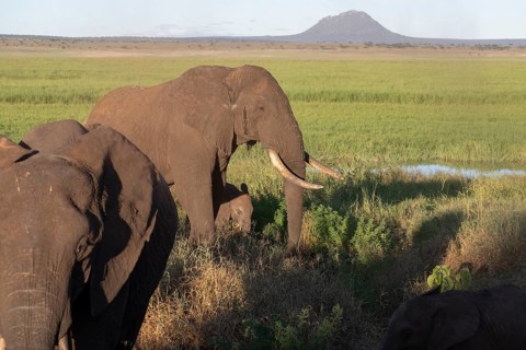African elephant