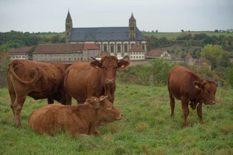 Limpurg cattle grazing in a meadow opposite Comburg Castle