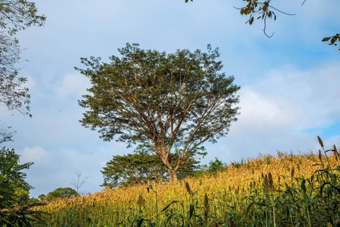A beautiful green tree in a field of Copan Ruinas. Honduras