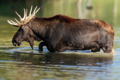 European elk