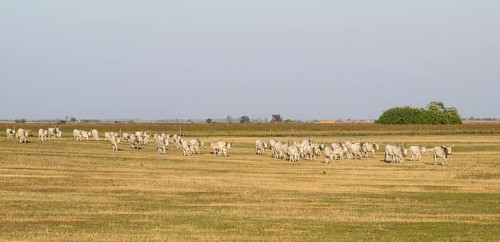 Hungarian steppe cattle