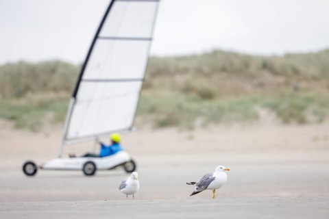 Beach sailors on the coast of De Panne