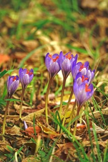 Autumn crocus