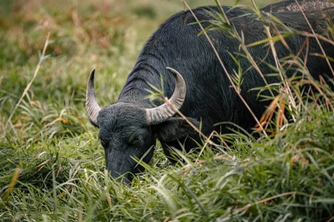 Grazing water buffalo
