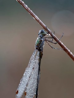 Emerald damselfly