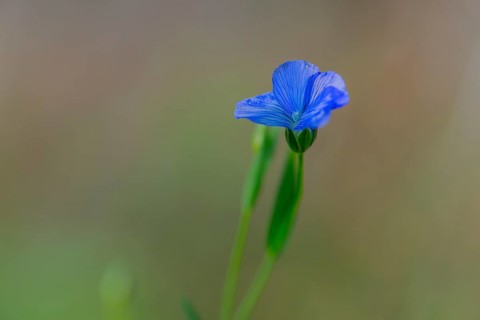 Common flax