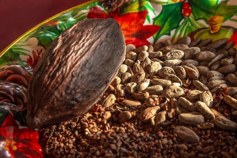 Detail of dry chocolate cocoa and its fruit on a plate on Roatan Island. Honduras