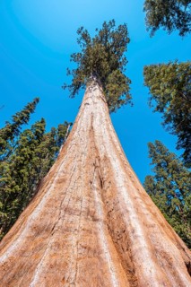The largest tree in North America viewed from below Sequoia National Park