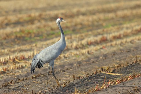 Crane
