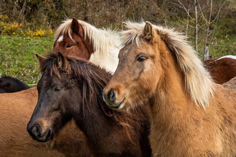 Portrait of three Icelandic horses