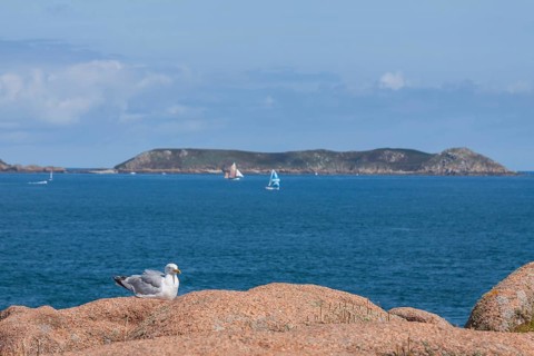 European herring gull