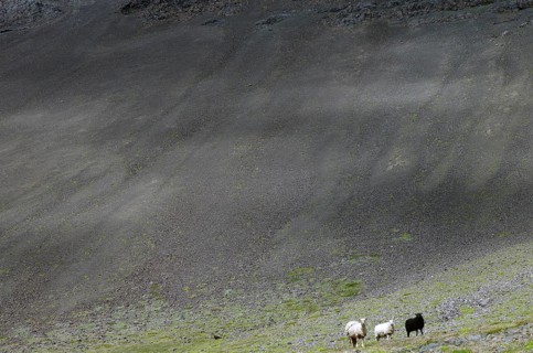 Three sheep standing on the last green in a stony