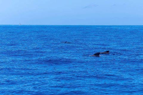 A pod of Calderon Tropical whales the smallest whale in the world off the Costa de Adeje in the south of Tenerife Canary Islands