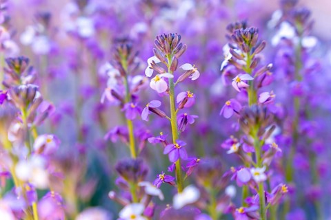 Mountain flowers at the top in the Roques de Gracia and the Roque Cinchado in the Teide natural of Tenerife