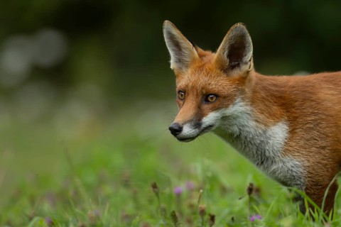 Red fox